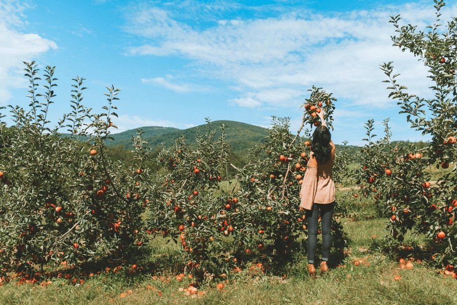 3 Fruit Picking in South Korea Experiences You Should Try! - Daebak