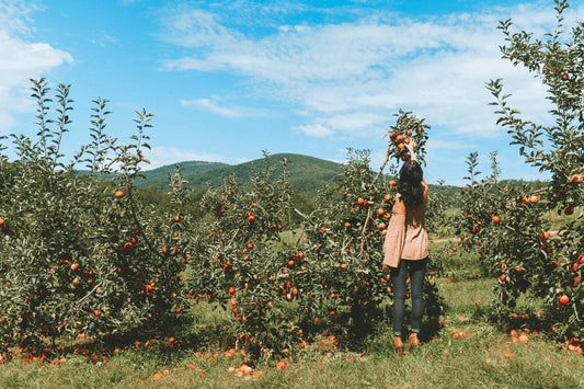 3 Fruit Picking in South Korea Experiences You Should Try! - Daebak