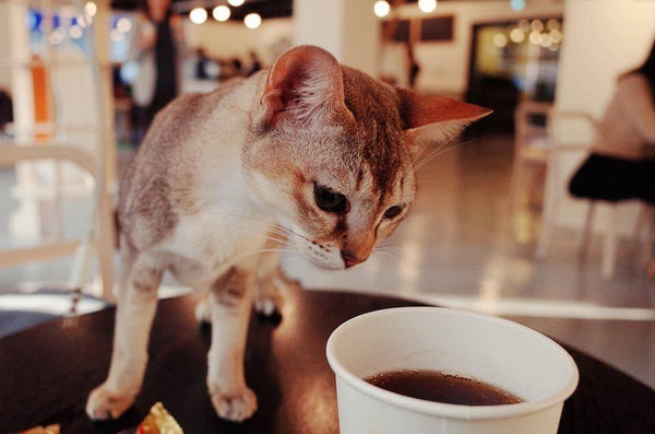 8 mejores cafés de animales en Corea