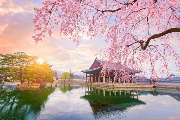 Blossoming Bonds: South Korea’s Vibrant May Festivities