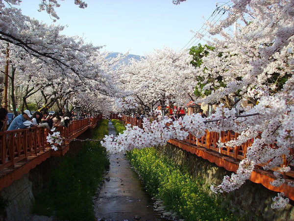 桜の美学とその場所