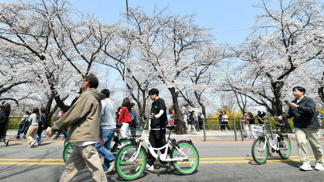 Cherry Blossom Aesthetics in Korea: Where To Find Them - Daebak