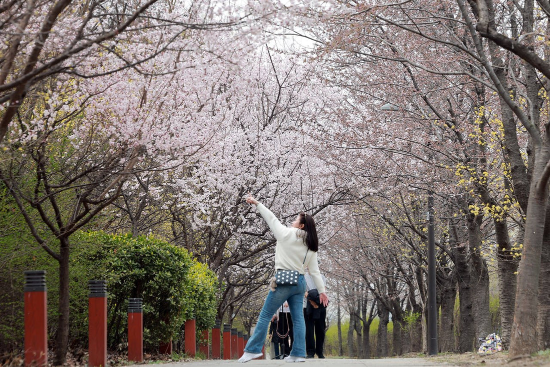 Cherry Blossom K-Drama Filming Locations: A Spring Hallyu Guide - Daebak