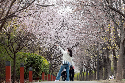Cherry Blossom K-Drama Filming Locations: A Spring Hallyu Guide - Daebak