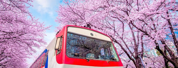Blossoms de cereza en Jinhae-Gu