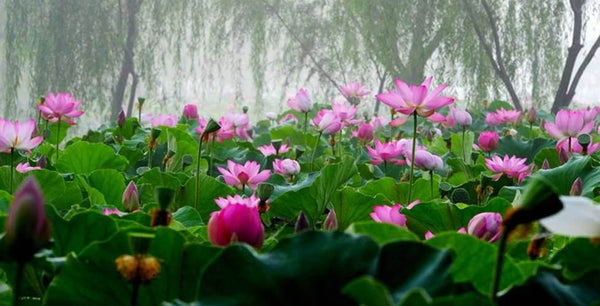 Blumenfest: Das Buyeo Seodong Lotus Festival