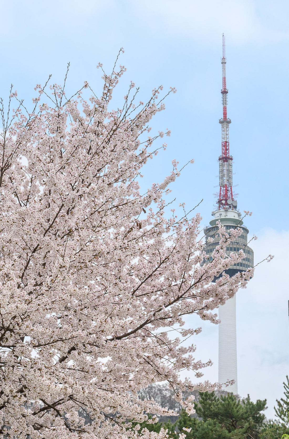 Flowers of Korea 🌺 - Daebak