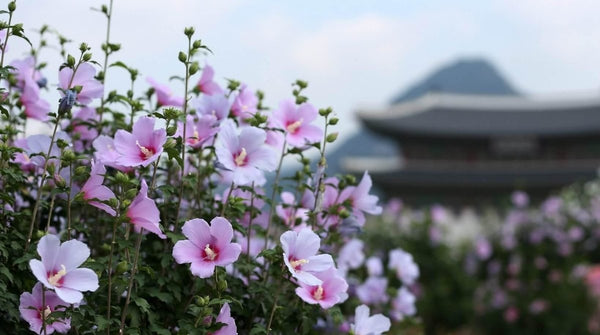 5 schönste koreanische Blumen in diesem Frühling zu sehen