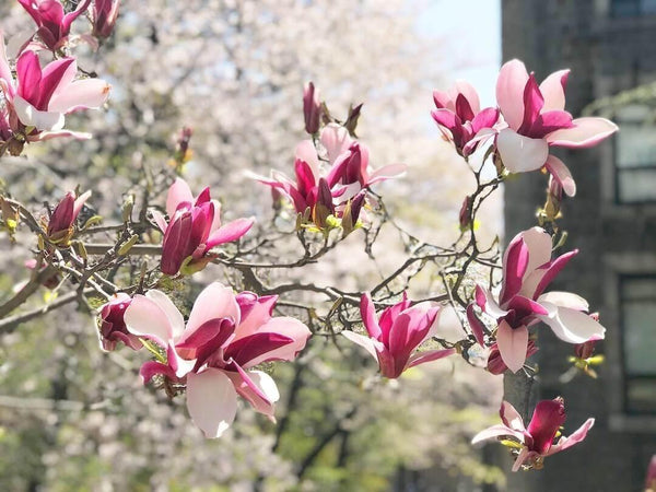 الزهور التي تستحق Instagram تراه في كوريا بعد سقوط أزهار الكرز