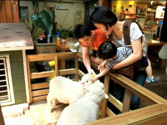 Interactive Cafes in Korea: Sheep, Raccoons, Board Games and the Post-2020 Ethics Shift - Daebak