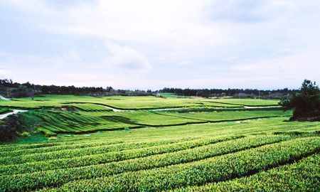 Jeju Green Tea Culture: How Osulloc, Innisfree, and Amorepacific Built K-Beauty's Hero Ingredient Hub - Daebak