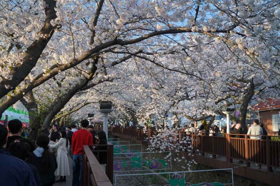 Jinhae Gunhangje: Korea's #1 Cherry Blossom Festival - Daebak