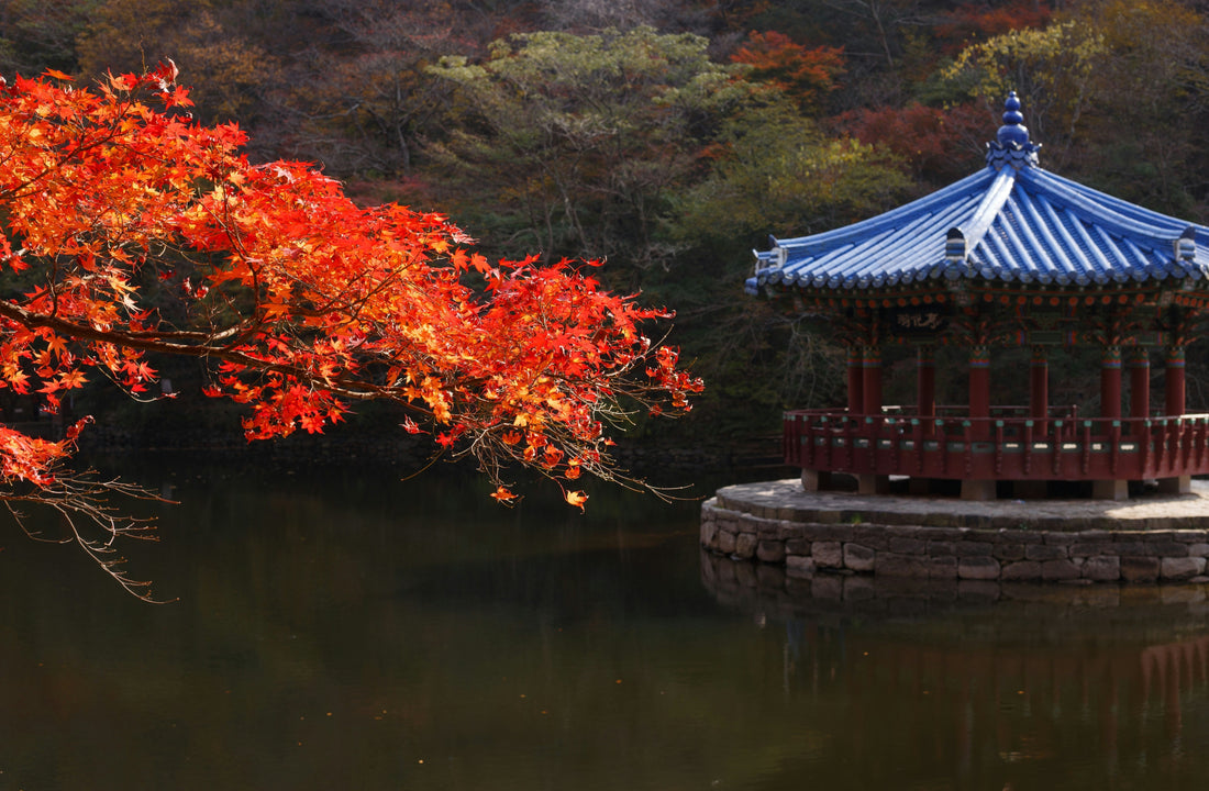 Why Autumn Foliage in Korea Is an Experience You Can’t Miss