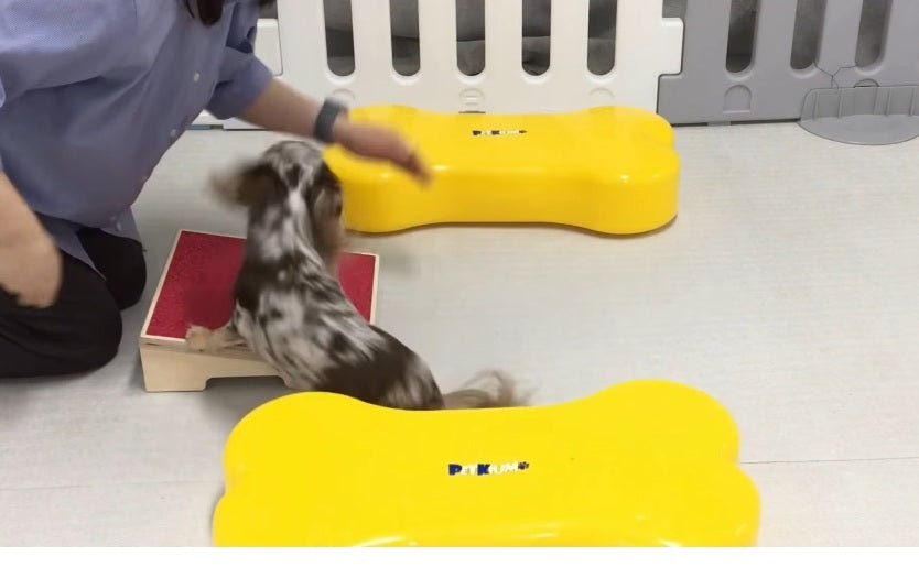 Korean Pet Culture: Dog Cafes, Pet Fashion, and K-pop Idols' Furry Friends - Daebak