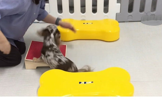 Korean Pet Culture: Dog Cafes, Pet Fashion, and K-pop Idols' Furry Friends - Daebak