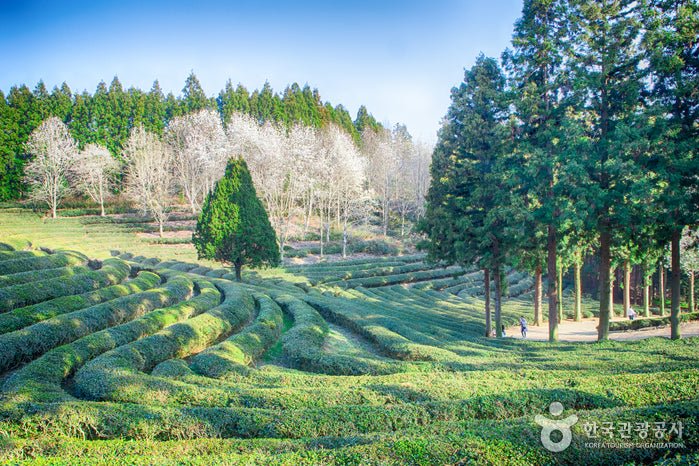 Korean Tea Fields Guide: Boseong, Hadong, and Jeju Green Tea Tours - Daebak