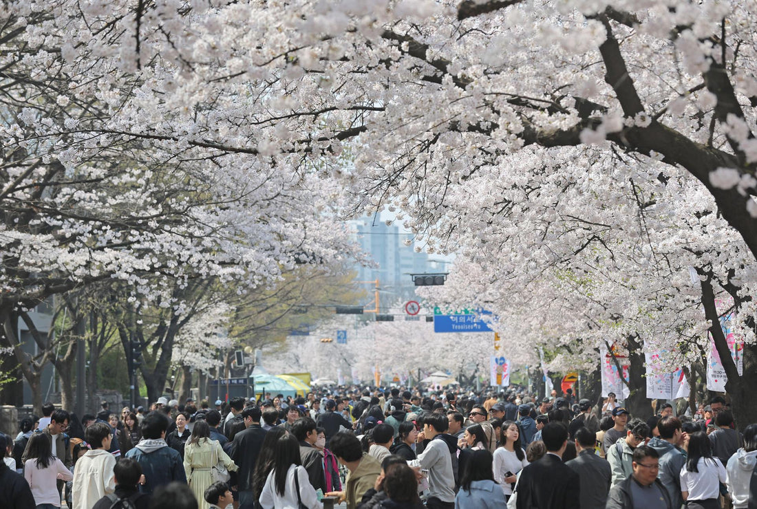 Korea's Best Cherry Blossom Spots: 2026 Bloom Guide and Festivals - Daebak