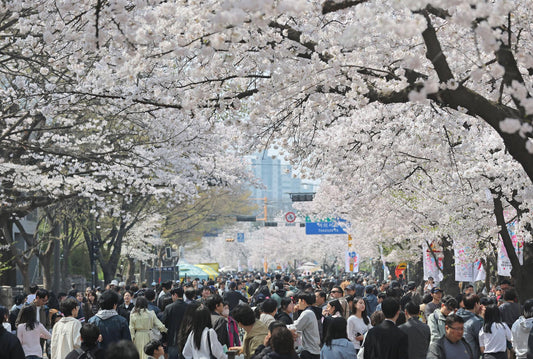 Korea's Best Cherry Blossom Spots: 2026 Bloom Guide and Festivals - Daebak