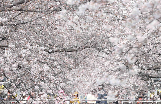 Visitors crowd the cherry blossom-lined Yeojwacheon stream on the opening day of the 2026 Jinhae Gunhangje Festival, Korea's largest spring cherry blossom event