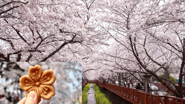Notre guide pour: profiter des fleurs de cerisier en Corée 2023