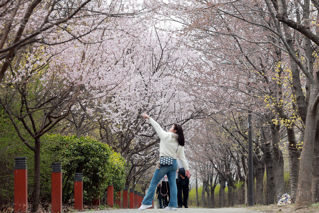 Tourist photographs cherry blossoms beginning to bloom along Yeouido Yunjung-ro in Seoul on March 29, 2026