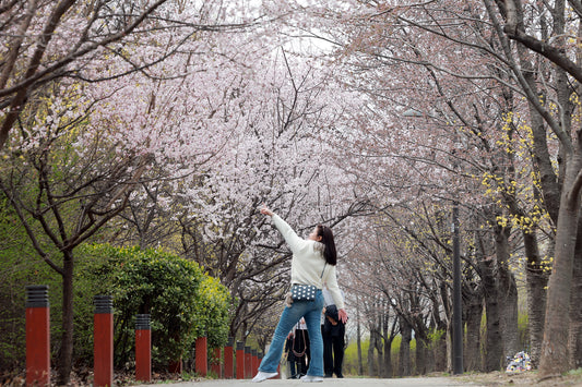 Tourist photographs cherry blossoms beginning to bloom along Yeouido Yunjung-ro in Seoul on March 29, 2026