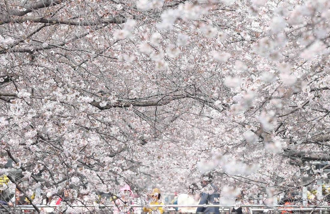 Three Korean Spring Festivals That Actually Earn the Hype (and Why KTO Banks on Them) - Daebak