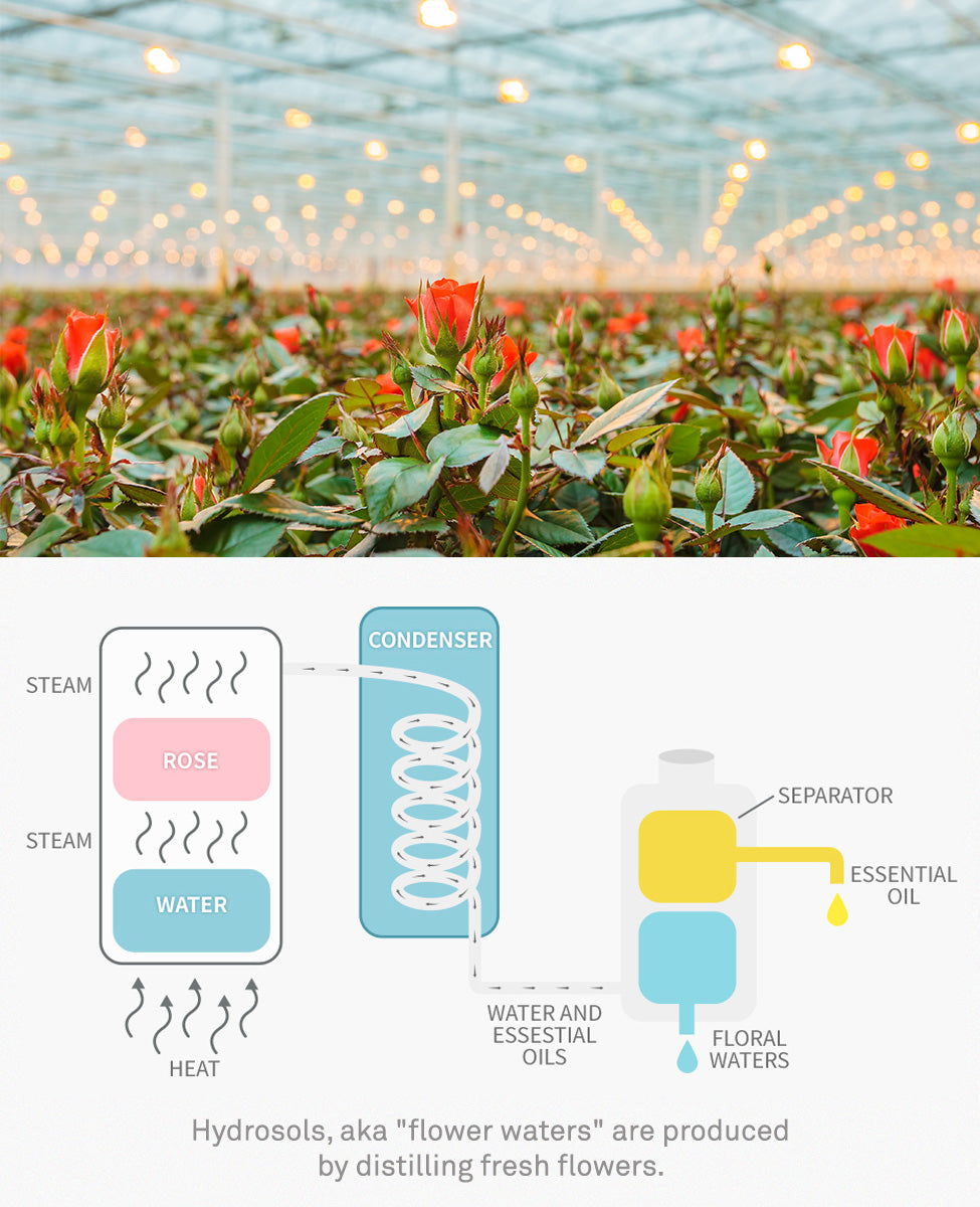 Urang Organic Rose Mist (2025/2026 Limited Edition)