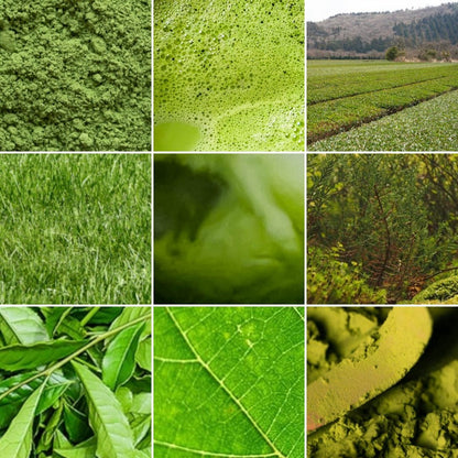 Matcha Lattes — 10 Single-Serve Pouches - Daebak
